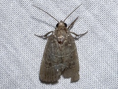 Elaphria fuscimacula