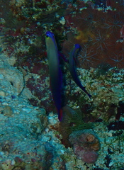 Nemateleotris decora