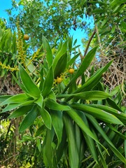 Dracaena reflexa