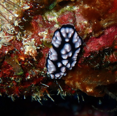 Phyllidiella pustulosa