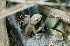 Stenocercus iridescens