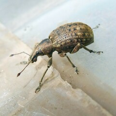 Liophloeus tessulatus