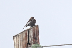 Leucosticte arctoa