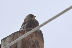 Leucosticte arctoa