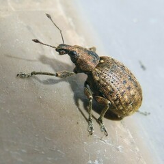 Liophloeus tessulatus