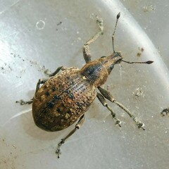 Liophloeus tessulatus