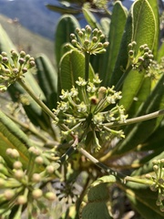 False Aralia (Myodocarpus)