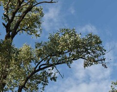 Eucalyptus melanophloia