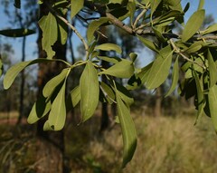 Psydrax oleifolia