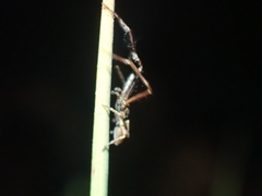 Stephanopis barbipes