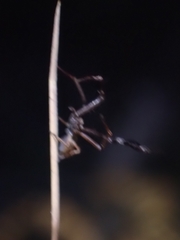 Stephanopis barbipes