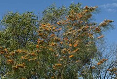 Grevillea pteridifolia