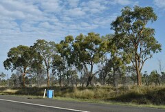 Corymbia leichhardtii