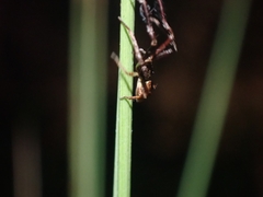 Stephanopis barbipes