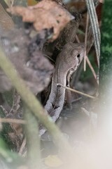 Stenocercus iridescens