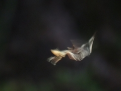 Stephanopis barbipes