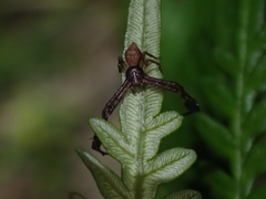 Stephanopis barbipes