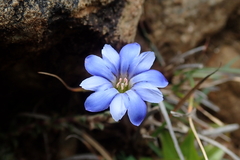 Gentiana arisanensis