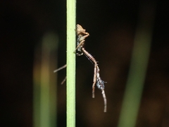 Stephanopis barbipes