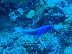 Pseudanthias pleurotaenia