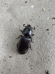 Pharochilus rugiceps