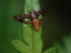 Stephanopis barbipes