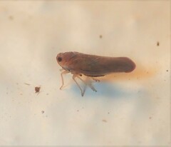 Omolicna