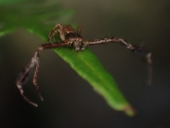 Stephanopis barbipes