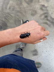 Pharochilus rugiceps