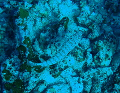 Parapercis clathrata