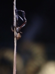 Stephanopis barbipes