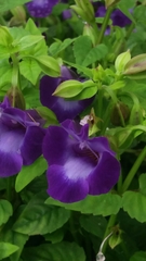 Torenia