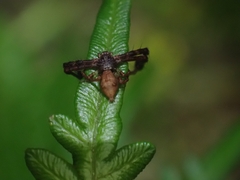 Stephanopis barbipes