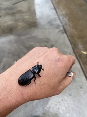 Pharochilus rugiceps