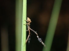 Stephanopis barbipes