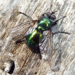 Gymnocheta viridis