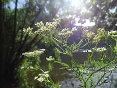 Chaerophyllum bulbosum