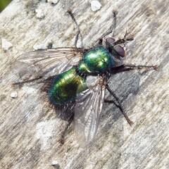 Gymnocheta viridis