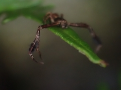 Stephanopis barbipes