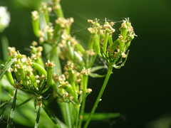 Chaerophyllum bulbosum