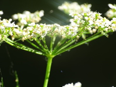 Chaerophyllum bulbosum