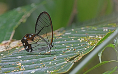 Pseudohaetera hypaesia