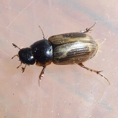 Melinopterus sphacelatus