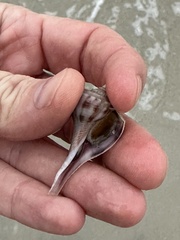 Fulguropsis pyruloides