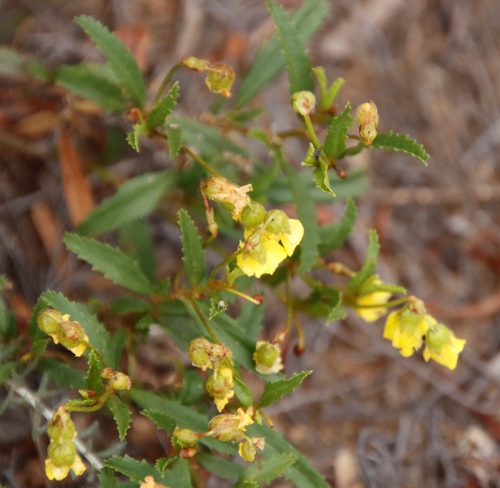 Image of Hermannia saccifera by (c) Tony Rebelo, some rights reserved (CC BY-SA)
