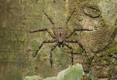 Heteropodinae