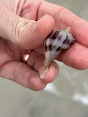 Fulguropsis pyruloides