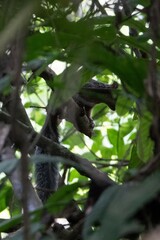 Sciurus stramineus