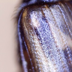 Melinopterus sphacelatus