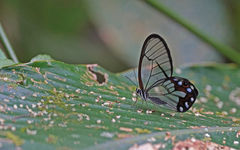 Pseudohaetera hypaesia